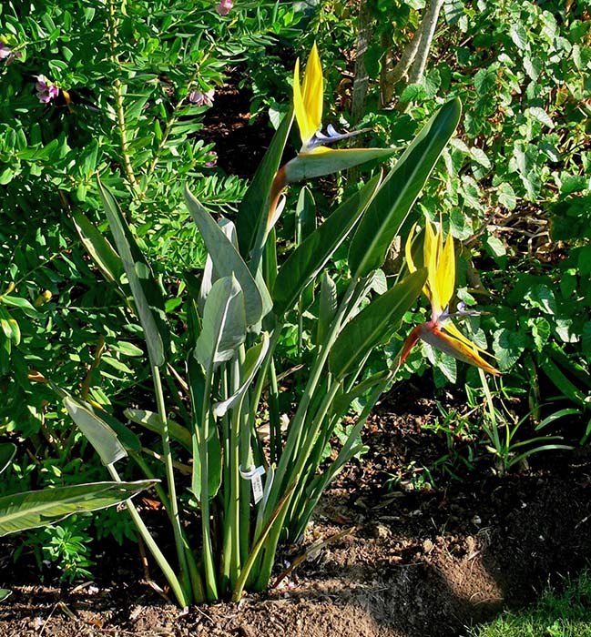 Strelitzia Parvifolia Yellow Pflanze