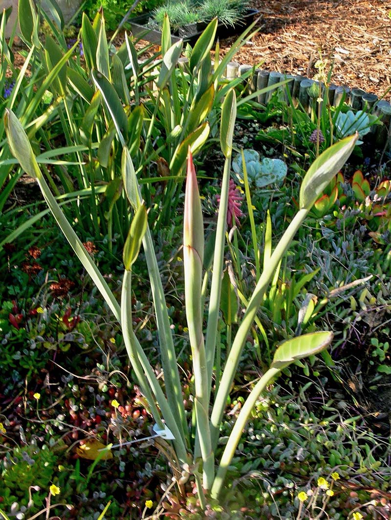 Strelitzia Juncea Yellow Dwarf Pflanze