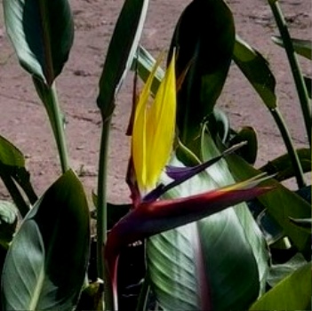 Strelitzia Elliotts Yellow