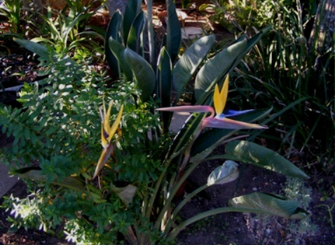 Strelitzia Elliotts Yellow Pflanze