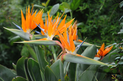 Paradiesvogelpflanze - Strelitzia Reginae mit Blüten