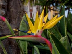 gelbe Paradiesvogelblume 3x *PFLANZE* Strelitzia Mandelas Gold Jungpflanzen