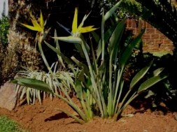 Pflanze Strelitzia Mandelas Gold Dwarf