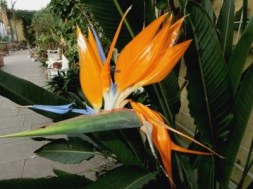 Blüte: Strelitzia Reginae - Paradiesvogelblume