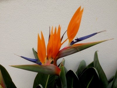 Blüte: Strelitzia Reginae Miniature
